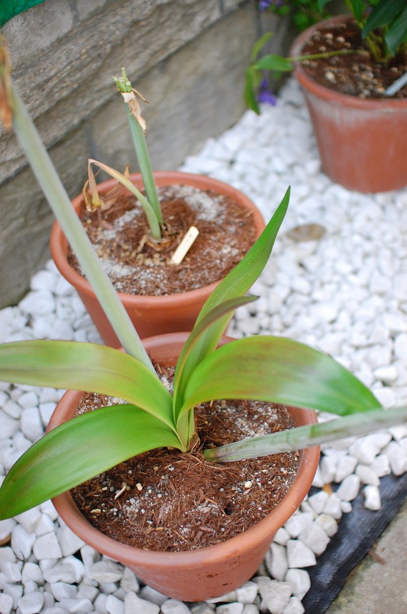 憧れのアマリリス【完了】 開花終了