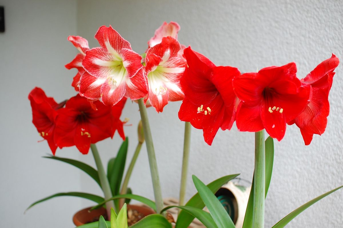 憧れのアマリリス【完了】 開花