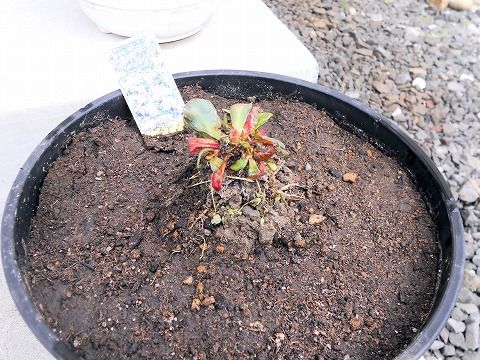 去年失敗した　レウィシア 植え替え