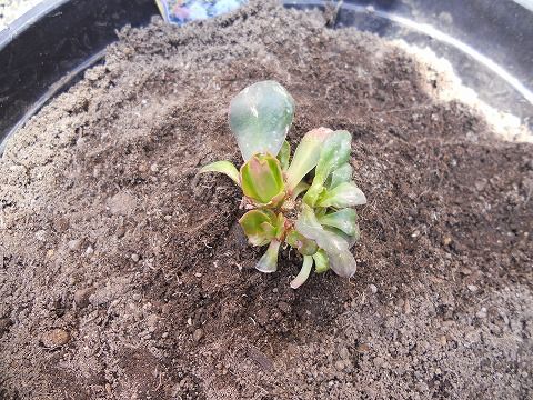 去年失敗した　レウィシア 植え替え　２