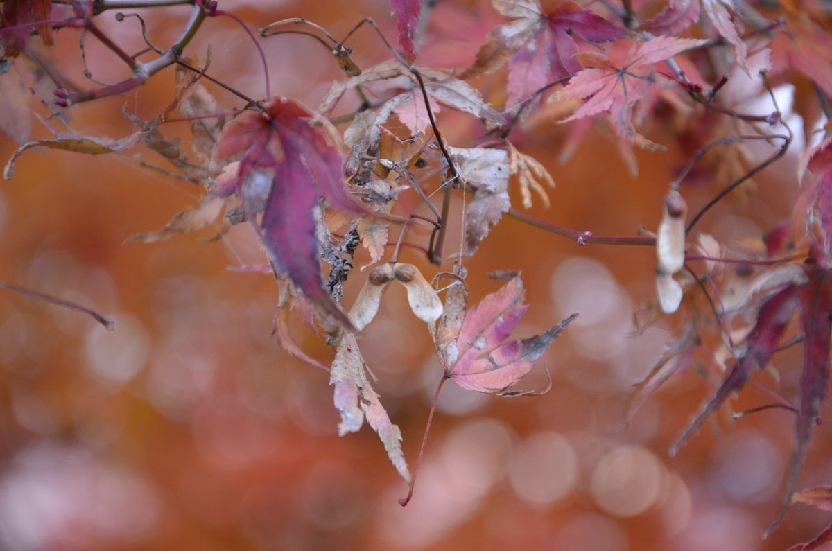 もみじを種から育て、紅葉を楽しむ。 もみじの木にプロペラを発見→種蒔き