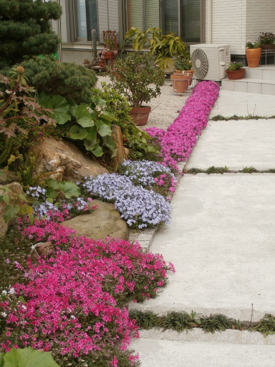 庭の芝桜 花の大きなピンクから開花