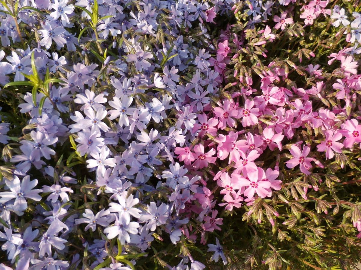 庭の芝桜 薄紫　　ピンク