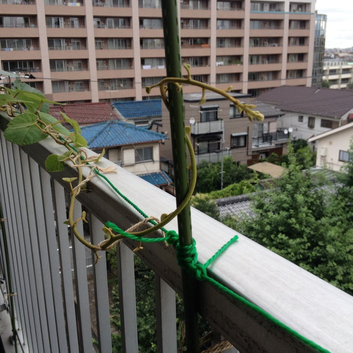 キウイをベランダで栽培する ① 孫悟空の道草