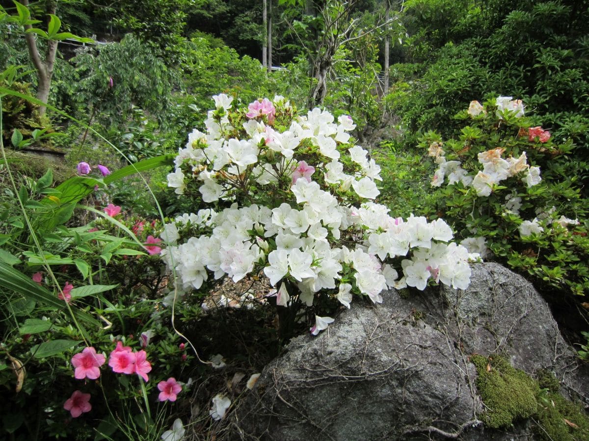 姿かたちよりも。。。花の色 崩れてしまった木の模様