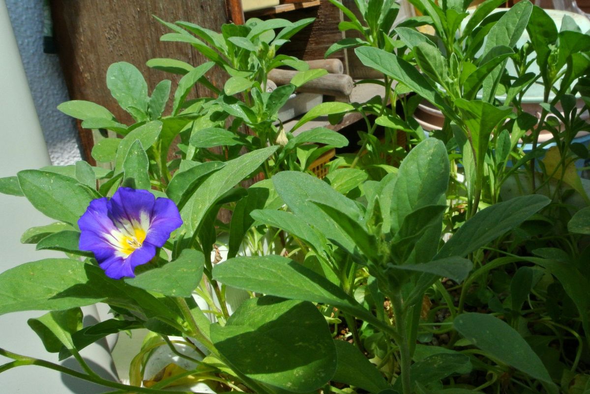 初めての種まき～花が咲くまで…。(^o^) 2014.06.25、初めて一輪開花。