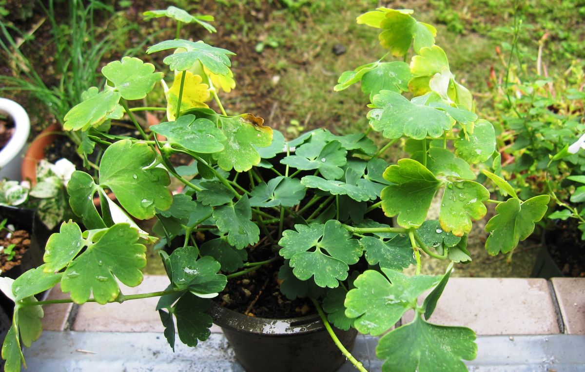 西洋オダマキを再び咲かせたい 10月11日