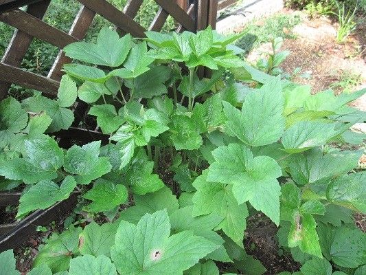 八重のシュウメイギクは華やか♪ 花の茎が上がってきました。