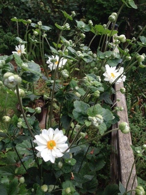 八重のシュウメイギクは華やか♪ 咲きました♪