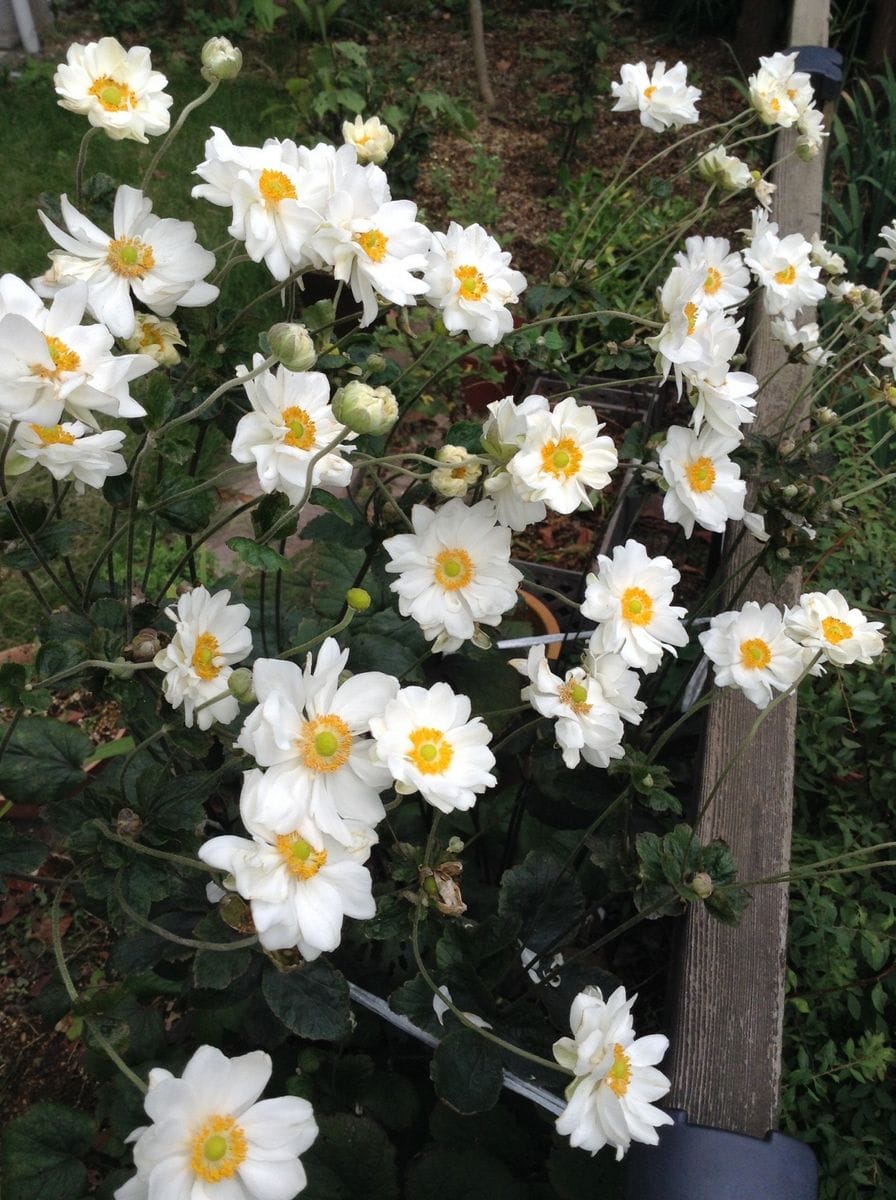 八重のシュウメイギクは華やか♪