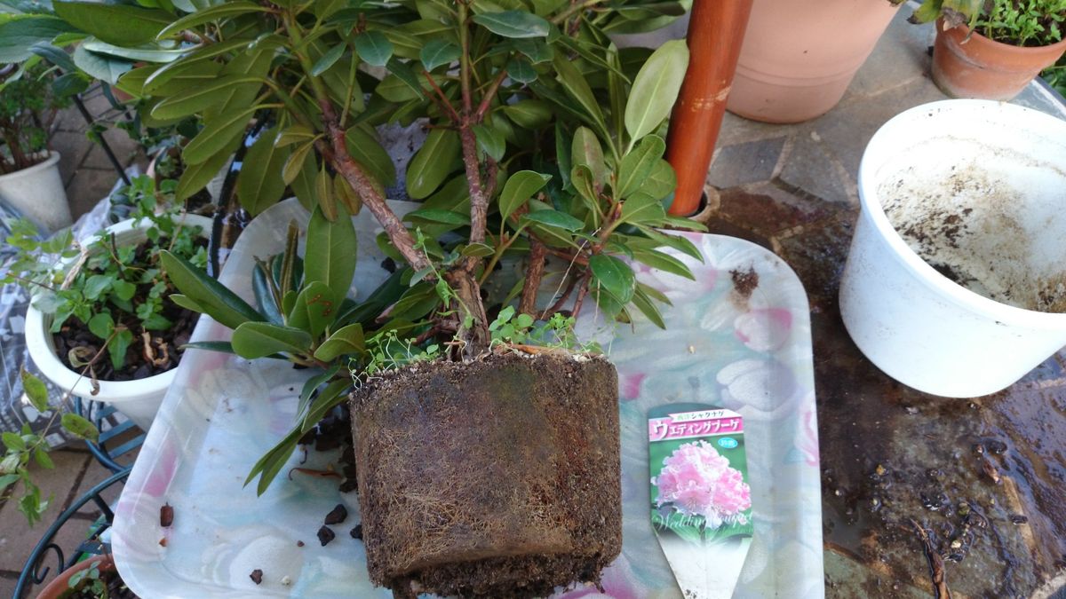 シャクナゲの植え替え 植え木鉢から抜きました。