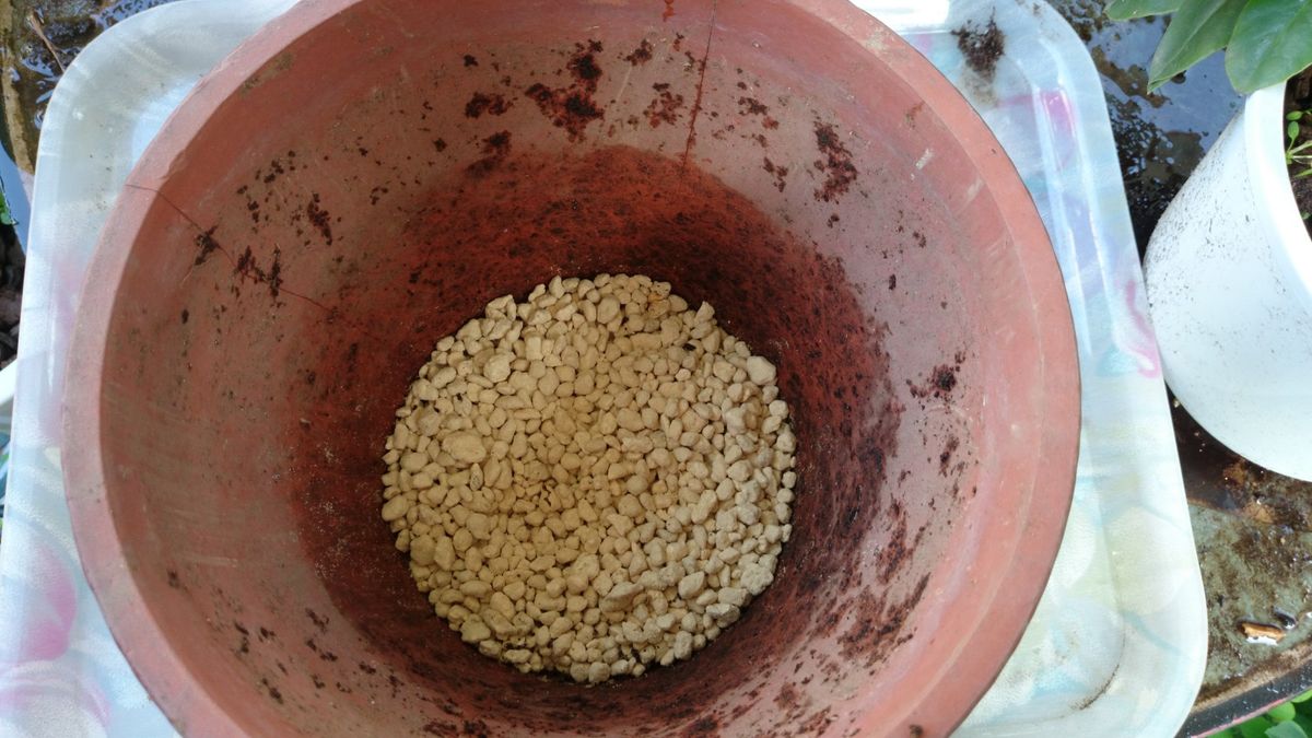 シャクナゲの植え替え 一回り大きな植え木鉢を用意
