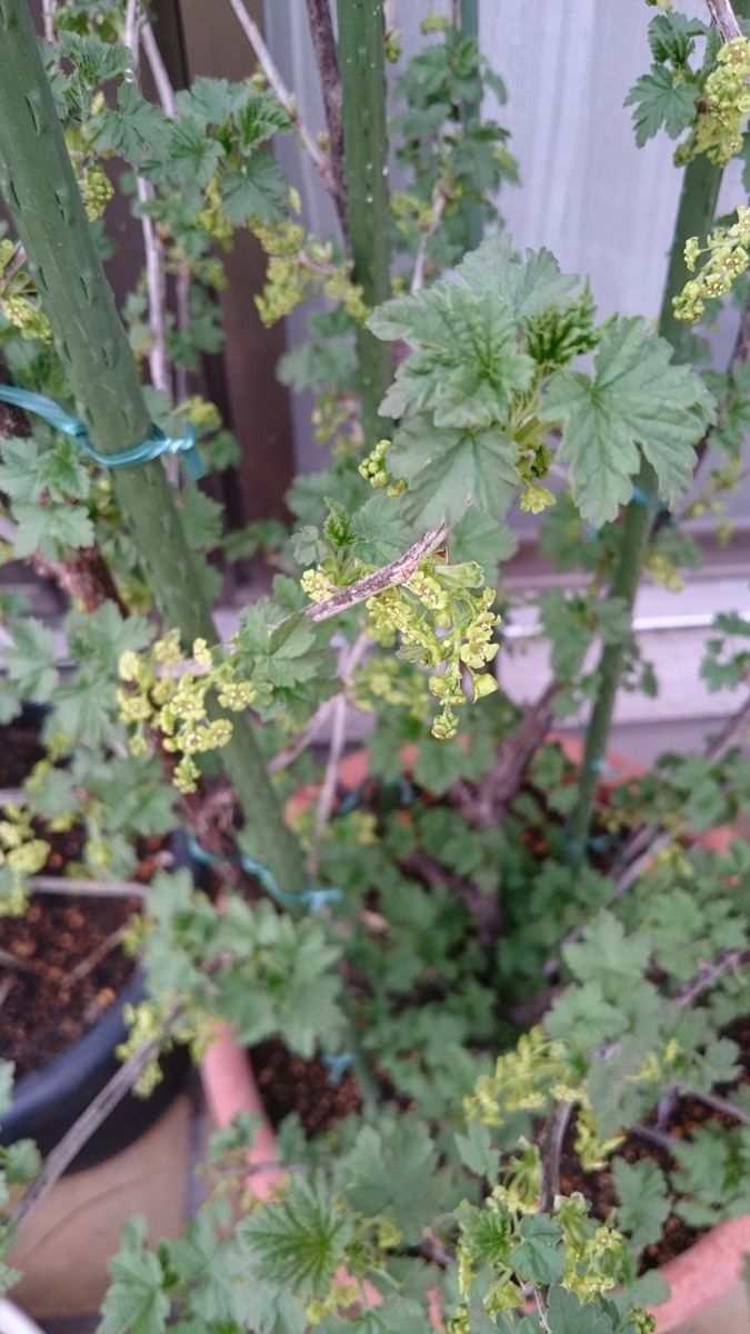 すっぱい実が食べたくて。 たくさん開花