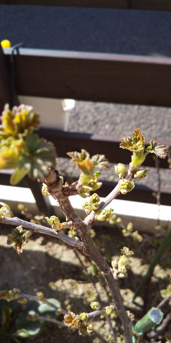 すっぱい実が食べたくて。 花芽を確認