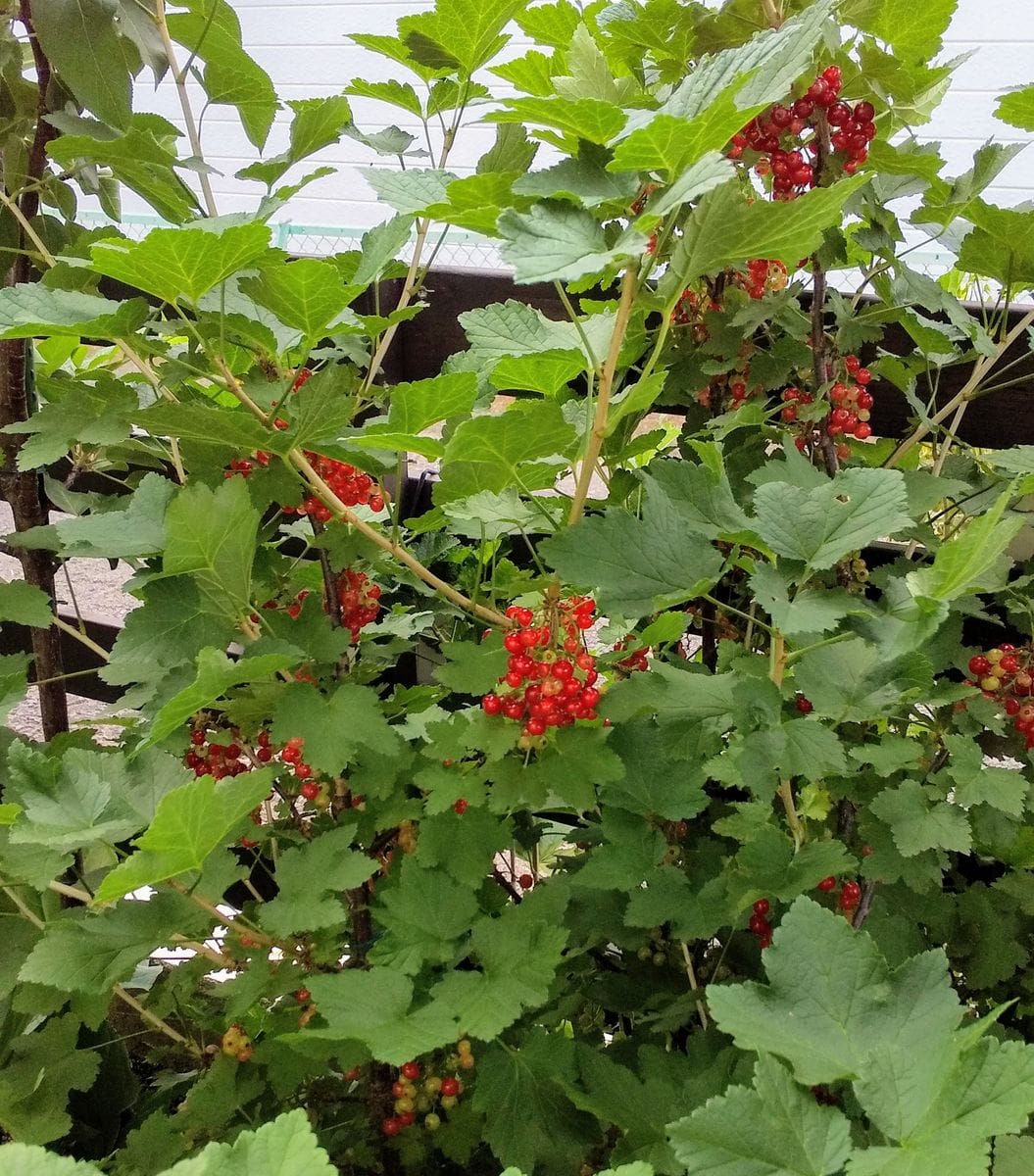 すっぱい実が食べたくて。 雨と強風