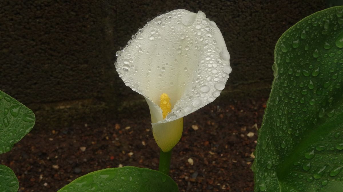 カラー　ウェディングマーチ 開花