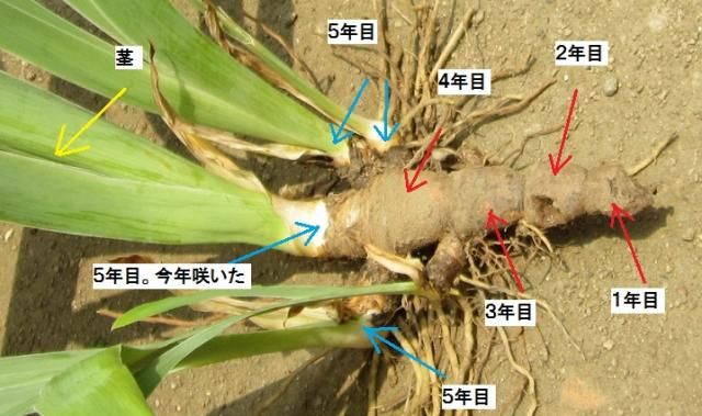 めざせ、ポタジェ（ジャーマンアイリス） 増え方