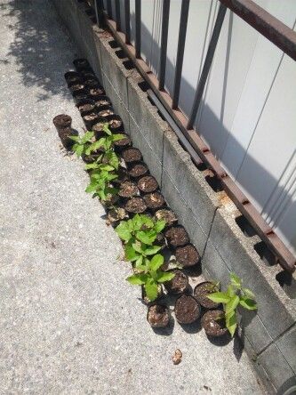 栗の実を植えてみた 半分以上