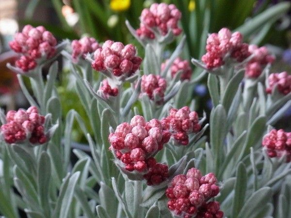 1株で4度おいしいヘリクリサム 3月23日　花茎