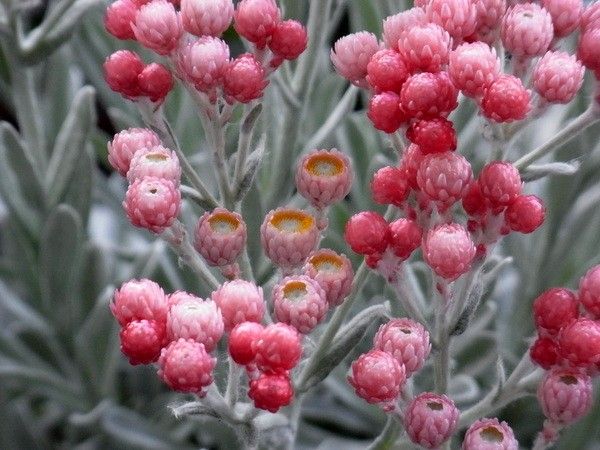 1株で4度おいしいヘリクリサム 4月15日　開花