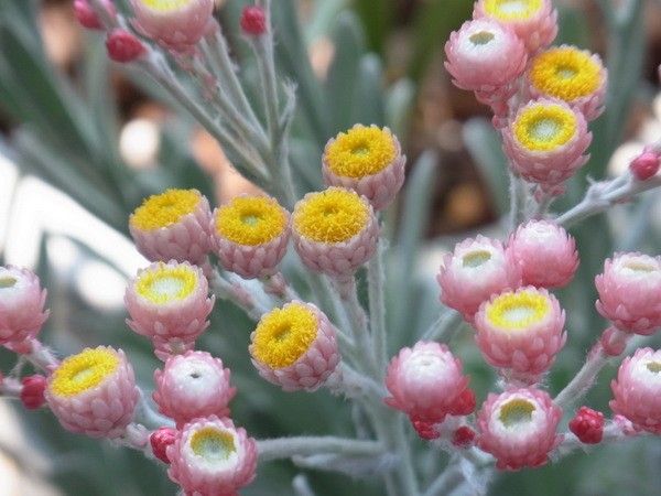 1株で4度おいしいヘリクリサム 4月25日　満開