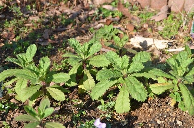 スカビオサのお花可愛いですね ３月末のスカビオサ