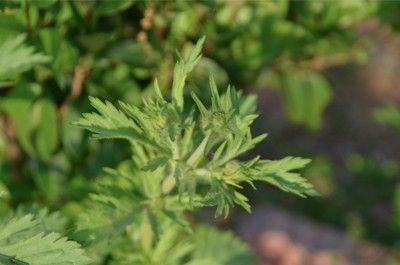 スカビオサのお花可愛いですね スカビオサの蕾