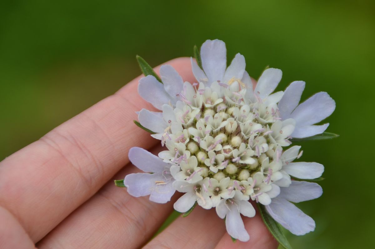 スカビオサのお花可愛いですね 宙に浮いたような感じで可愛いお花