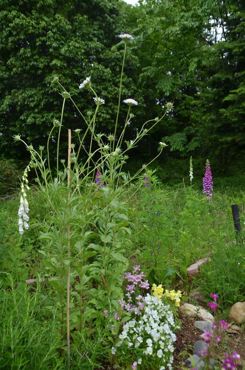 スカビオサのお花可愛いですね 茎からお花がニョキニョキ。