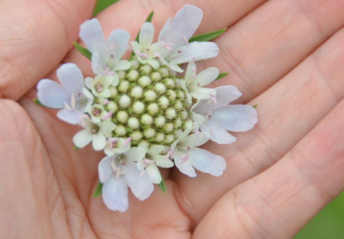 スカビオサのお花可愛いですね