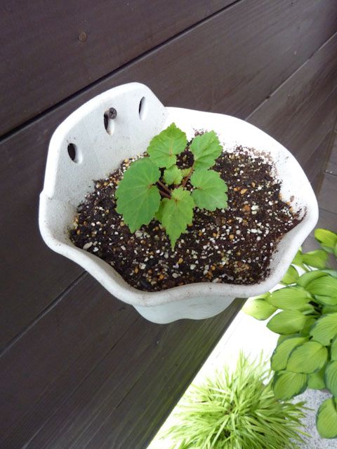 ベゴニア・サザランディーをムカゴから育てよう 鉢に植え替えました