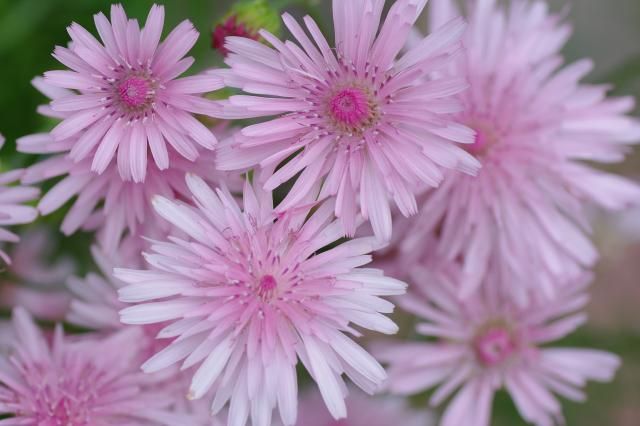 クレピス・ルブラ（桃色たんぽぽ） たくさんの花を咲かせます