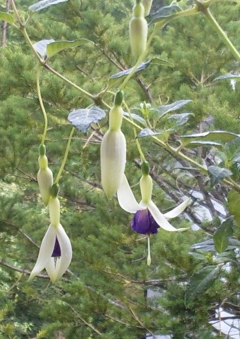 今年も挿木に挑戦だ！ 本体開花。しかし害虫も発生！