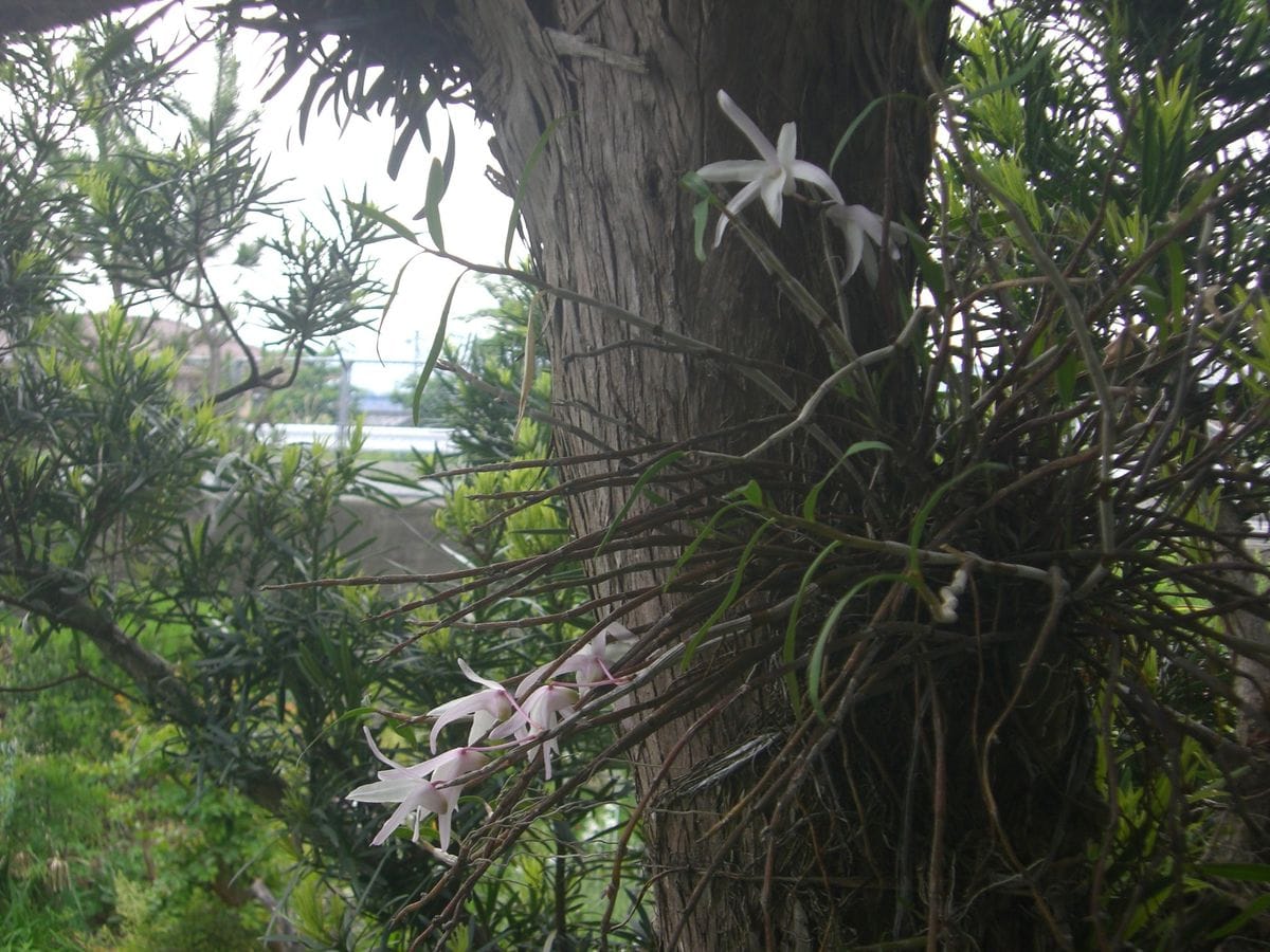 おわびにそだレポします 花舞台