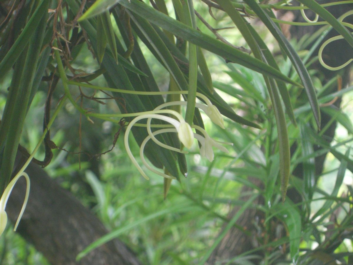 おわびにそだレポします 花舞台３