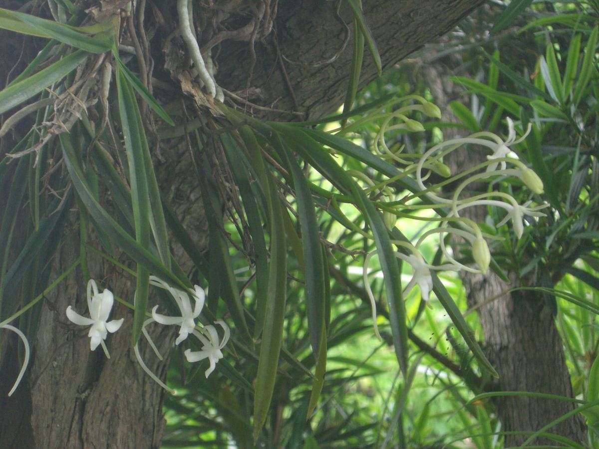 おわびにそだレポします 花舞台４