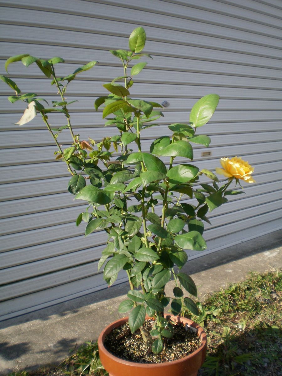 根腐れした薔薇の再生 枝葉が充実し秋の一番花が咲いた