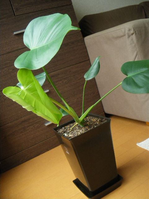 モンスター植物 4ヶ月後