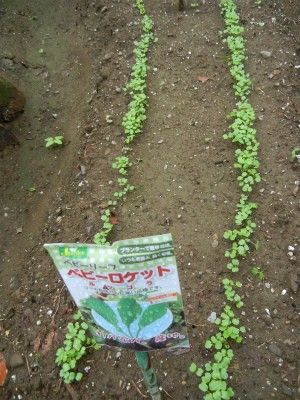 毎日食べたいルッコラ