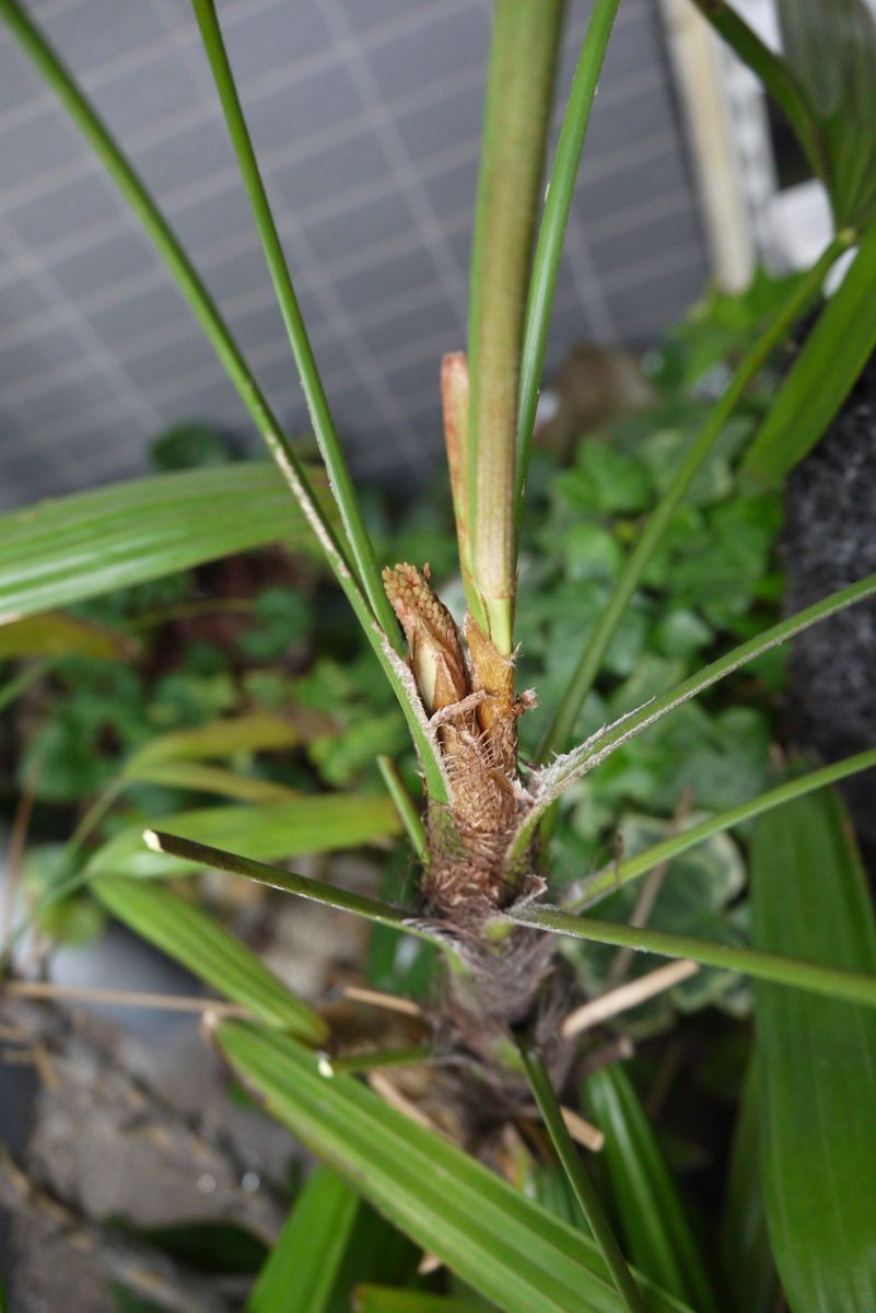 観音竹開花過程（何十年に一度の開花） 花芽発見時点（6/21)