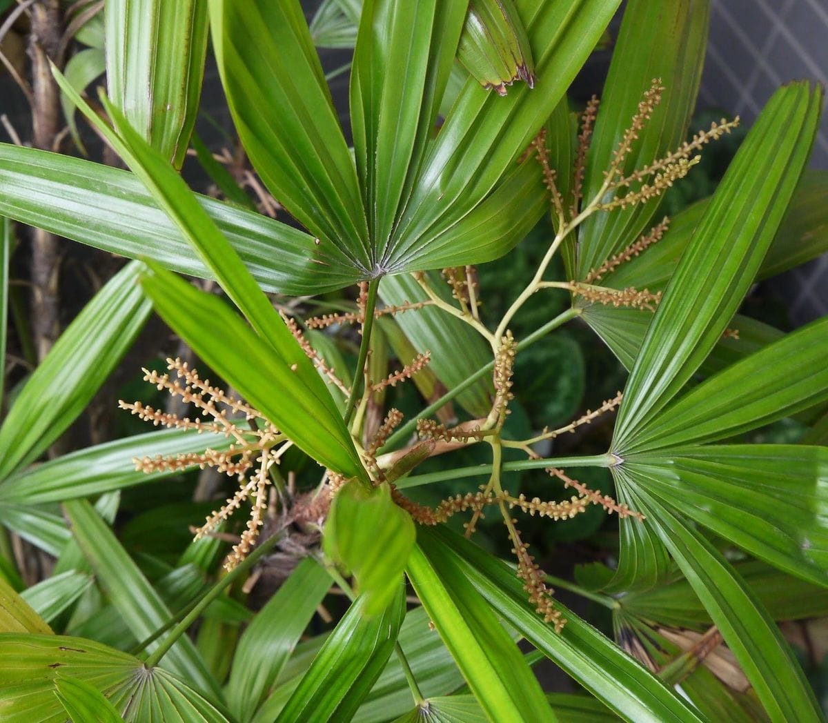 観音竹開花過程（何十年に一度の開花） 花芽発見から15日目(7/5)