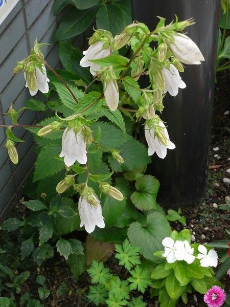 タケシマホタルブクロを種から育てる 6月1日　開花