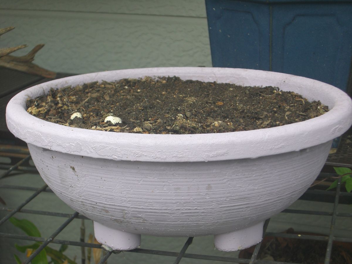 アボカドは突然に・・・ 植えましたけど・・