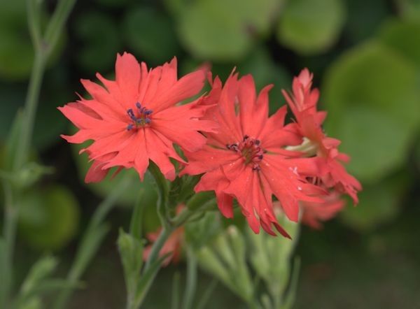 センノウゲは特別の色 カワラナデシコより大きめの花です