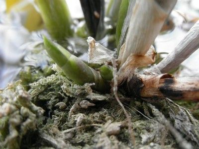 ミニカトレアにチャレンジ！ 再び新芽～♪