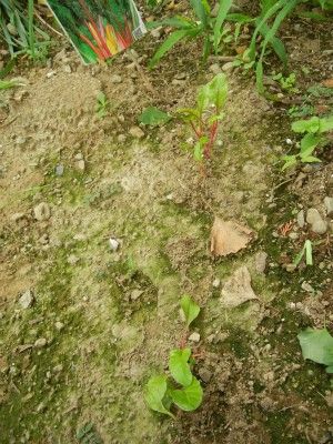 カラフルなスイスチャード 8月24日　ショボショボ