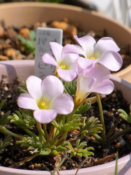 パルマピンクを花いっぱいに咲かせたい 2011年の花