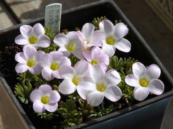 パルマピンクを花いっぱいに咲かせたい 2015年の花