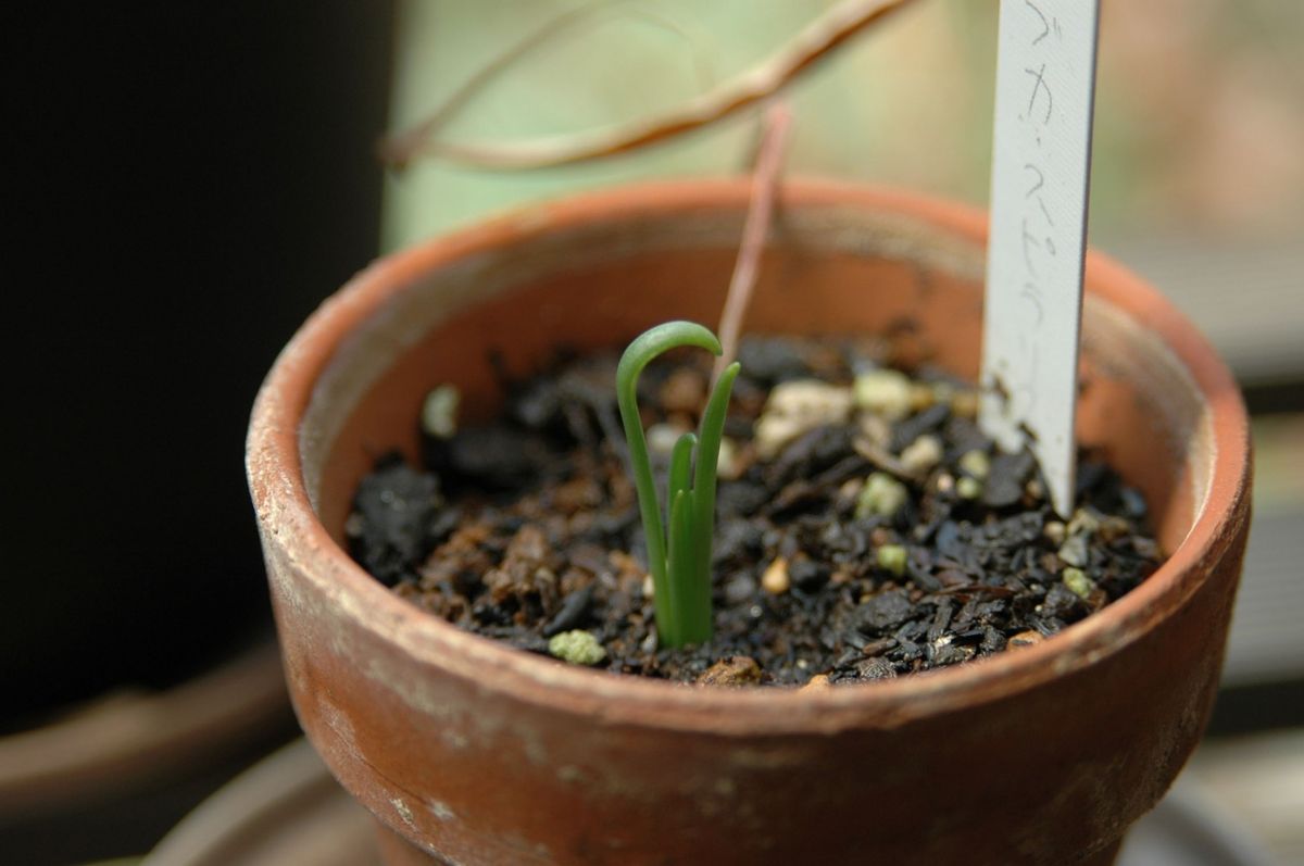 ナンジャコレを育てる まともな芽が出た。