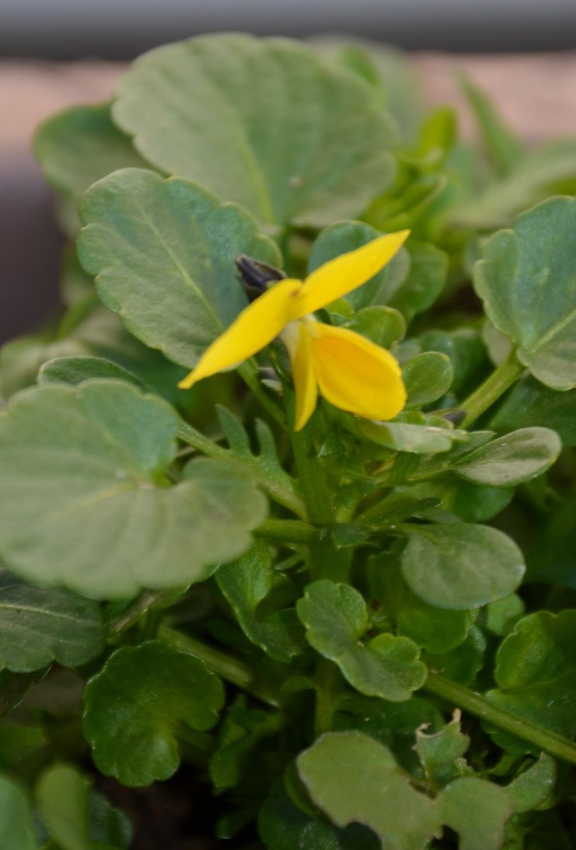 パンジーとビオラを種から育ててみる 初開花１２月１９日